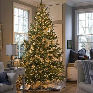 preserved christmas tree preserved christmas tree